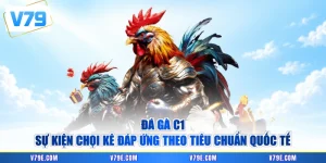 Đá Gà C1 - Sự Kiện Chọi Kê Đáp Ứng Theo Tiêu Chuẩn Quốc Tế