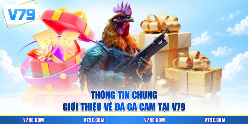 Thông tin chung giới thiệu về đá gà cam tại V79